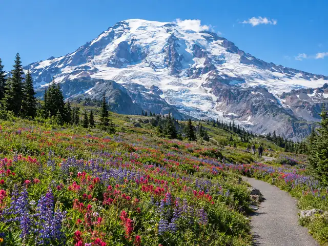 Wildblumenwiesen in Paradise unter den Gletschern des Mount Rainier